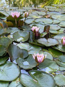 Leknin vodní rostlina kvetoucí posledních 10ks - 6