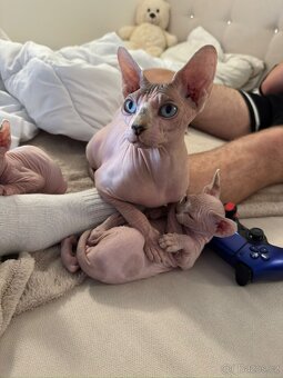 Koťe Sphynx - 6