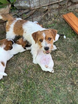 JACK RUSSELL TERIER - stenata s PP - 6