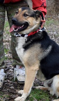 CHAMPUS K ADOPCI - 1 ROK, HODNÝ,SNÁŠENLIVÝ,VHODNÝ K DĚTEM - 6
