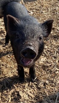 Gottingentská miniprasátka - 6