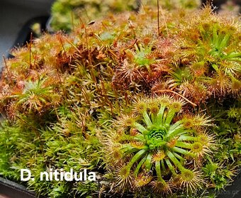 Masožravé trpasličí rosnatky - 6