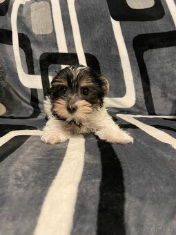 Jorkšírský teriér Biewer - 6