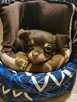 Čivava dlouhosrsta - 6