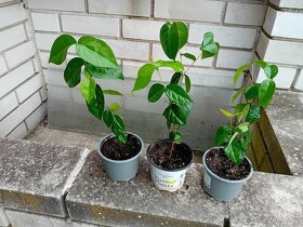 Eugenia uniflora - 6