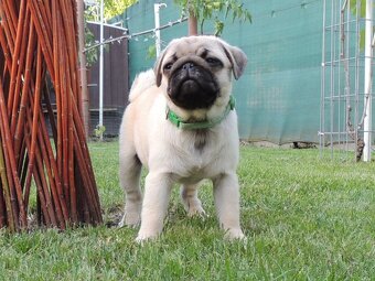 MOPS s PP.FCI - 6