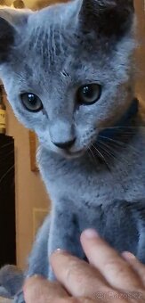 Ruska modrá koťátka s pp - 6