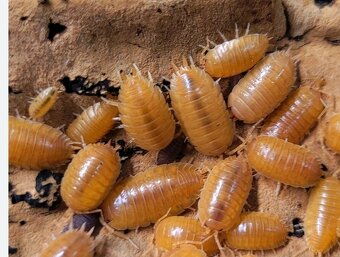 Tropické stínky, svinky - 6