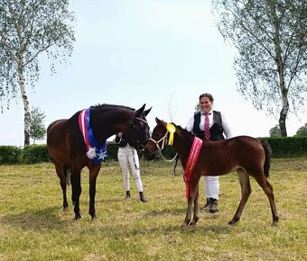 Klisna WPBR,pony - 6