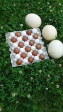 vejce PŠTROS  AFRICKÝ, vyfuky pstrosich vajec - 6