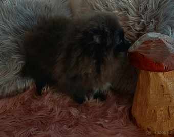 Fenečka pomeranian s PP - 6