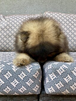 Pomeranian PP/FCI- pom- pomík-štěně - 6