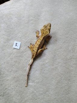 Pagekon řasnatý - 6