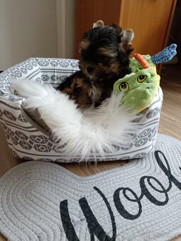 Jorkšírský teriér -štenátko - 6