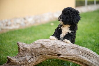maltipoo - 6