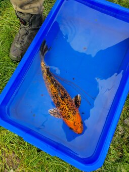 ❗️KOI KAPR 30-60CM VÝPRODEJ❗️ - 6