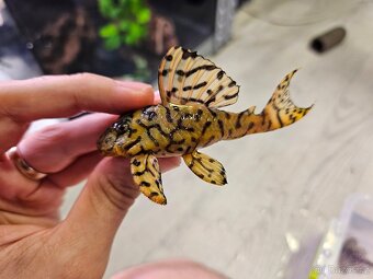 Pleco, Hypancistrus, Ancistrus long fin, sumce - 6