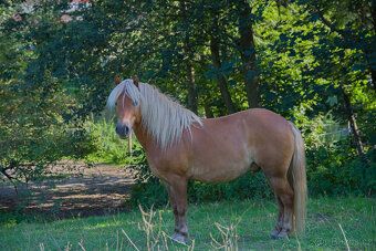 poník 125 cm KVH, 7 let, poloviční Hafling - 6