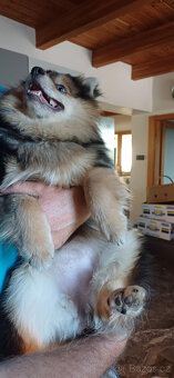 Pomeranian x německý špic střední - 6