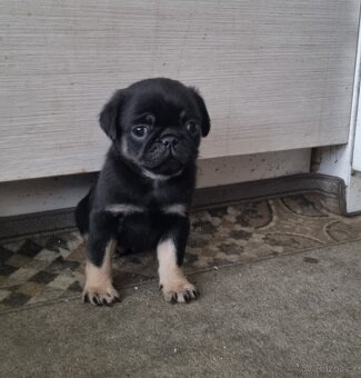 Mops - 6