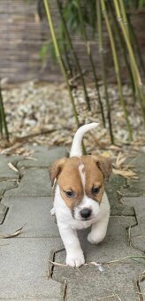 Jack Russell teriéra - 6