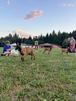 3 bratři Malinois s PP hledají své nové parťáky - 6