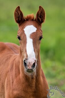 LETOŠNÍ HŘEBEC K ZAMLUVENÍ - 6