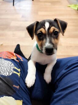 Jack Russell teriér - 6