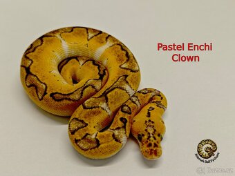 Krajta Královská - 6