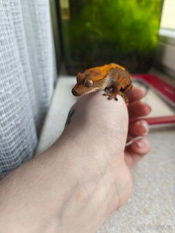 Pagekon řasnatý 0.1 - 6