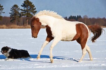 Dvouletý valach APH - 7PANEL - 6