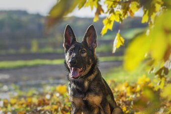 Německý ovčák s PP FCI - 6