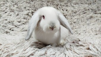 Zakrslý beránek, králíček, králík - MOLLY - 6