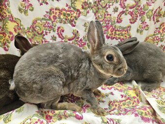 Zakrslý králíček - 6