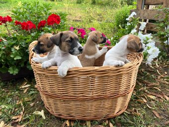 Štěňata Jack Russel Teriér na prodej - kluci - 6