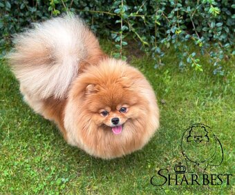 Pomeranian S PP FCI, štěňátka k rezervaci - 6