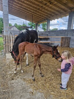 APH letošní hřebeček - 6