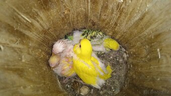 Andulka vlnkovaná - 6