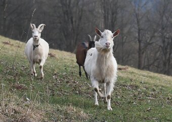 Kozičky, kozlíci - 6