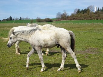 Prodám hřebečka Welsh pony, sekce B s PP. - 6