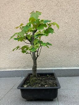 Bonsai, Bonsaj, jamadori, javor klen - 6