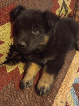 Prodám štěňata německého ovčáka - 6