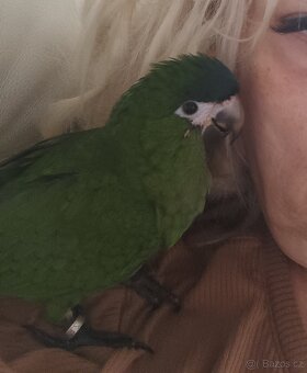Ara nobilis ručně dokrmena - 6