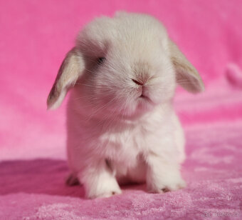 Zakrslí beránci NHD samečci . - 6