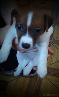 Štěňátka JACK RUSSEL TERIER - 6