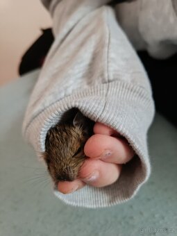 Osmak degu - 6