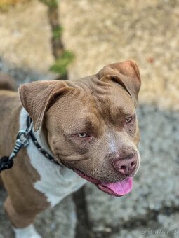 American Bully XL - 6