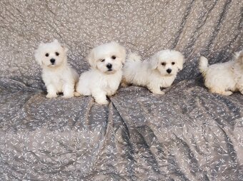 Maltézský psík - 6