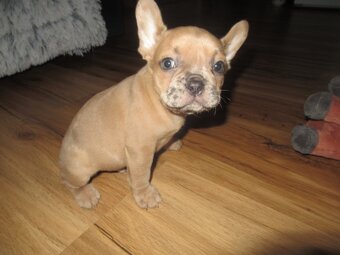 Francouzský buldoček - 6