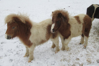 Shetland pony mini - 6